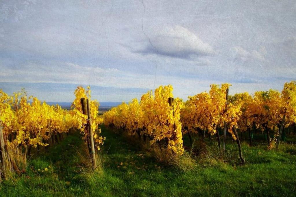 Au Petit Nid De Seebach Zewnętrze zdjęcie